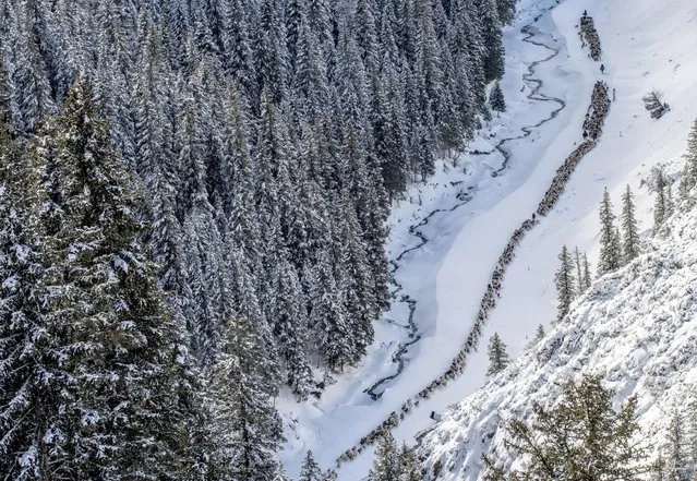 Kazakh herdsmen drive their sheep and goats among snow-covered fields next to a forest at Guozigou valley in Yili, Xinjiang Uighur Autonomous Region, China, November 21, 2015. (Photo by Reuters/China Daily)