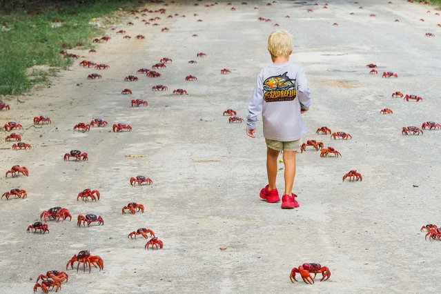 A boy walks among red crabs during their annual migration in Christmas Island, Australia in the last decade of October 2025. (Photo by Parks Australia/AP Photo)