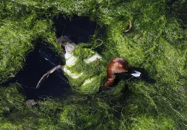 A male Common Pochard (Aythya ferina) duck entangled with weed after diving for food, swims in St James' Park in London, Wednesday, June 5, 2013. Recent warm weather has caused a bloom in the weed and algae in capital's ponds and lakes. (Photo by Alastair Grant/AP Photo)