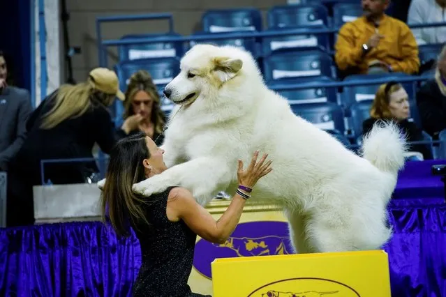 Sebastian, a Great Pyrenees, plays with its handler as they compete in the Working Group during the 147th Westminster Kennel Club Dog Show at the USTA Billie Jean King National Tennis Center in New York, U.S., May 9, 2023. (Photo by Eduardo Munoz/Reuters)