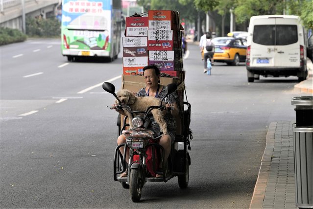 A woman gives her dog a ride as she delivers cartons of instant noodles in Beijing, Tuesday, May 16, 2023. (Photo by Ng Han Guan/AP Photo)