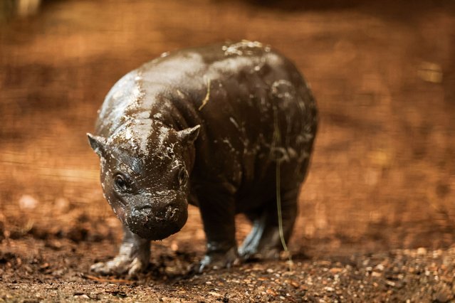 A nearly two-week-old male pygmy hippopotamus named 'Panya' at the Zoo in Duisburg, Germany, 08 December 2025. (Photo by Friedemann Vogel/EPA)