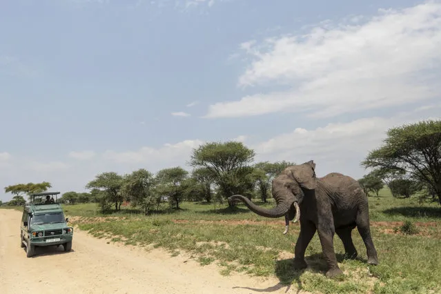 In this photo taken Friday, January 16, 2015, an African elephant reacts as Tourists on Safari take photos in Tarangire National Park on the outskirts of Arusha, northern Tanzania. (Photo by Mosa'ab Elshamy/AP Photo)