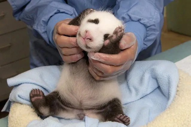 A 5-week-old giant panda cub, weighing 3.2 pounds (1.5 kg), is seen in this handout picture released by San Diego Zoo on September 6, 2012. (Photo by Maria Bernal-Silva/Reuters/San Diego Zoo/Zoological Society of San Diego)