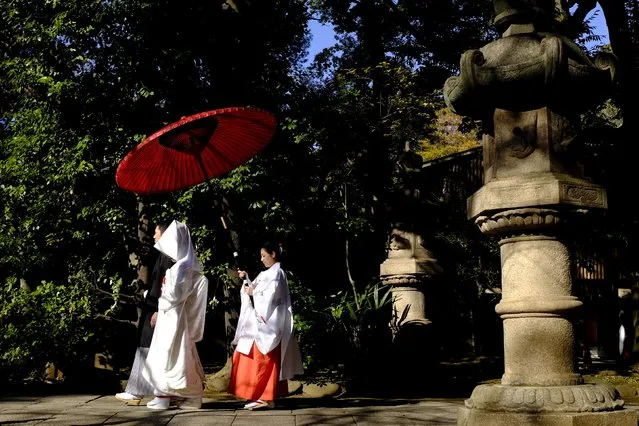 A couple walk in the garden of the Hikawa shrine during their traditional Shinto wedding ceremony in Tokyo December 1, 2015. (Photo by Thomas Peter/Reuters)