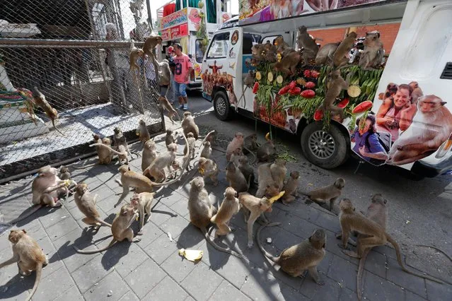 Monkeys eat fruits and vegetables during the Monkey Buffet Festival, near the Phra Prang Sam Yot temple in Lopburi province, north of Bangkok, Thailand November 27, 2016. (Photo by Chaiwat Subprasom/Reuters)