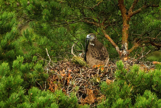 A snake eagle chick eats a snake on a nest in a forest near the village of Yanovichi, Belarus, August 16, 2018. (Photo by Vasily Fedosenko/Reuters)
