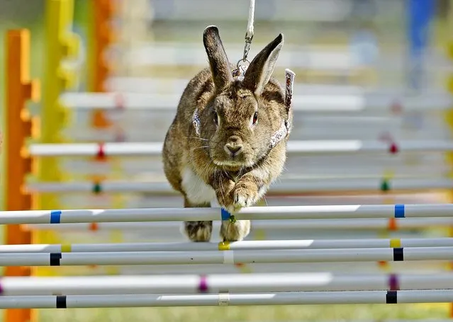 Rabbit “Lady Trouble” jumps during the Kaninhop competition in Weissenbrunn vorm Wald, Germany, on September 1, 2013. (Photo by Jens Meyer/Associated Press)