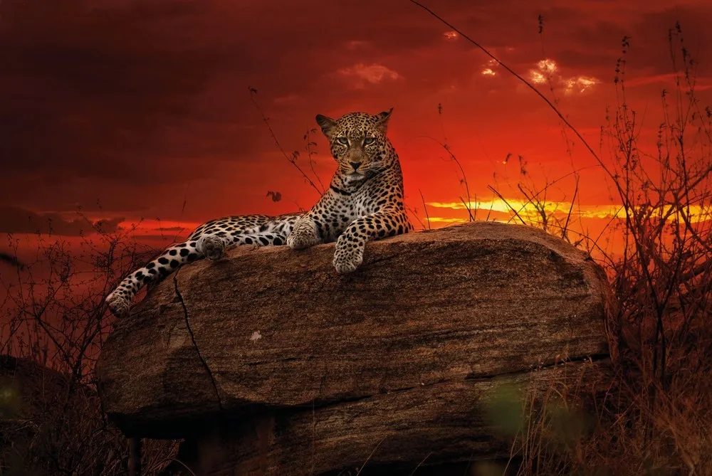 The Wild Side of Life Across Africa by Photographer Alex Bernasconi