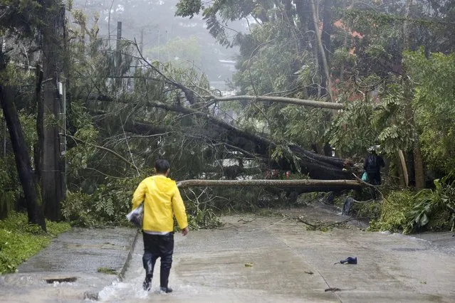 Toppled trees caused by Typhoon Doksuri block a road in Baguio City, northern Philippines on Wednesday July 26, 2023. (Photo by AP Photo/Stringer)
