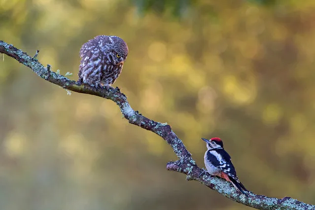 A little owl glares at a juvenile great spotted woodpecker in Ringmer, Lewes, East Sussex. (Photo by Phil Winter/South West News Service)
