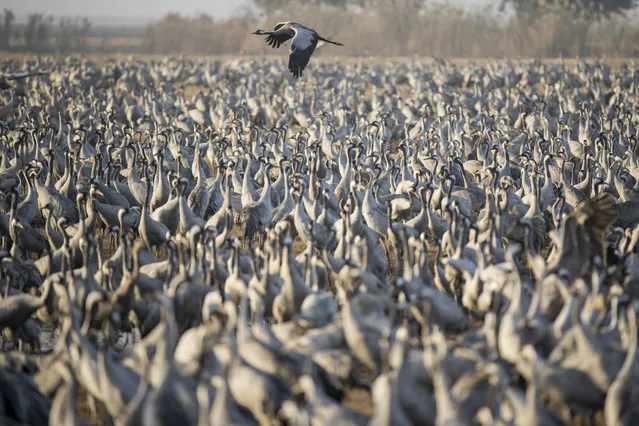 A picture taken on December 07, 2016 shows Gray Cranes flocking at the Agamon Hula Lake in the Hula valley in northern Israel. More than half a billion birds of some 400 different species pass through the Jordan Valley to Africa and go back to Europe during the year. Some 42,500 Gray Cranes stayed this winter in the Agamon Hula Lake instead of migrating to Africa, taking advantage of the safety of this artificial water source. Local farmers feed the birds with corn in a bid to prevent them from destroying their agricultural fields. (Photo by Jack Guez/AFP Photo)