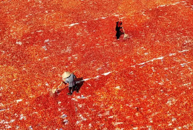 Aerial view of farmers spreading red chilli peppers to dry on September 3, 2023 in Bozhou, Anhui Province of China. (Photo by VCG/VCG via Getty Images)