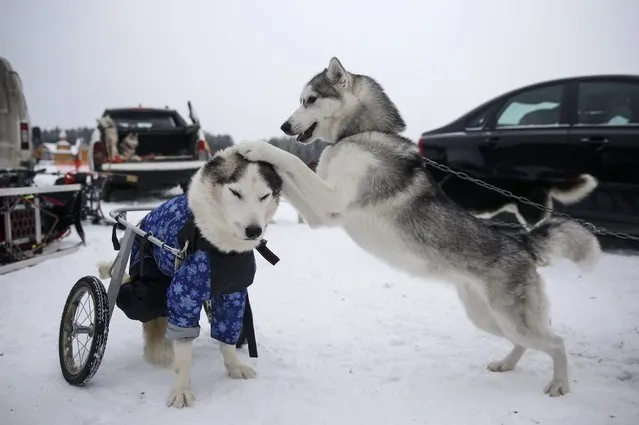 Dogs play before a sled and skijoring race in the village of Kadnikovo outside Yekaterinburg, Russia, December 10, 2016. (Photo by Maxim Shemetov/Reuters)