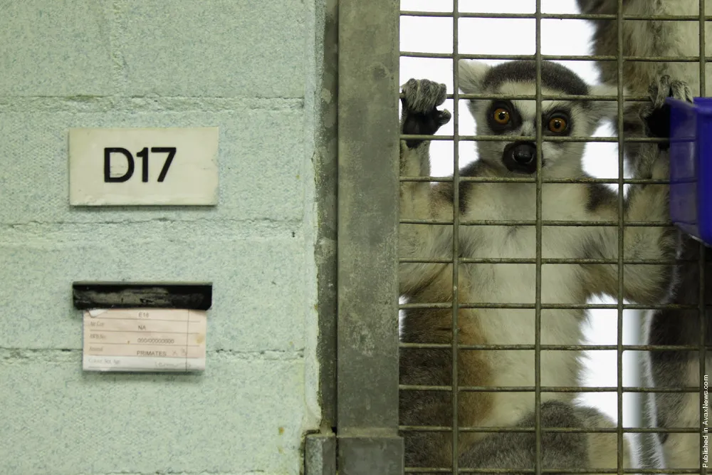 Heathrow Airport's Animal Reception Centre