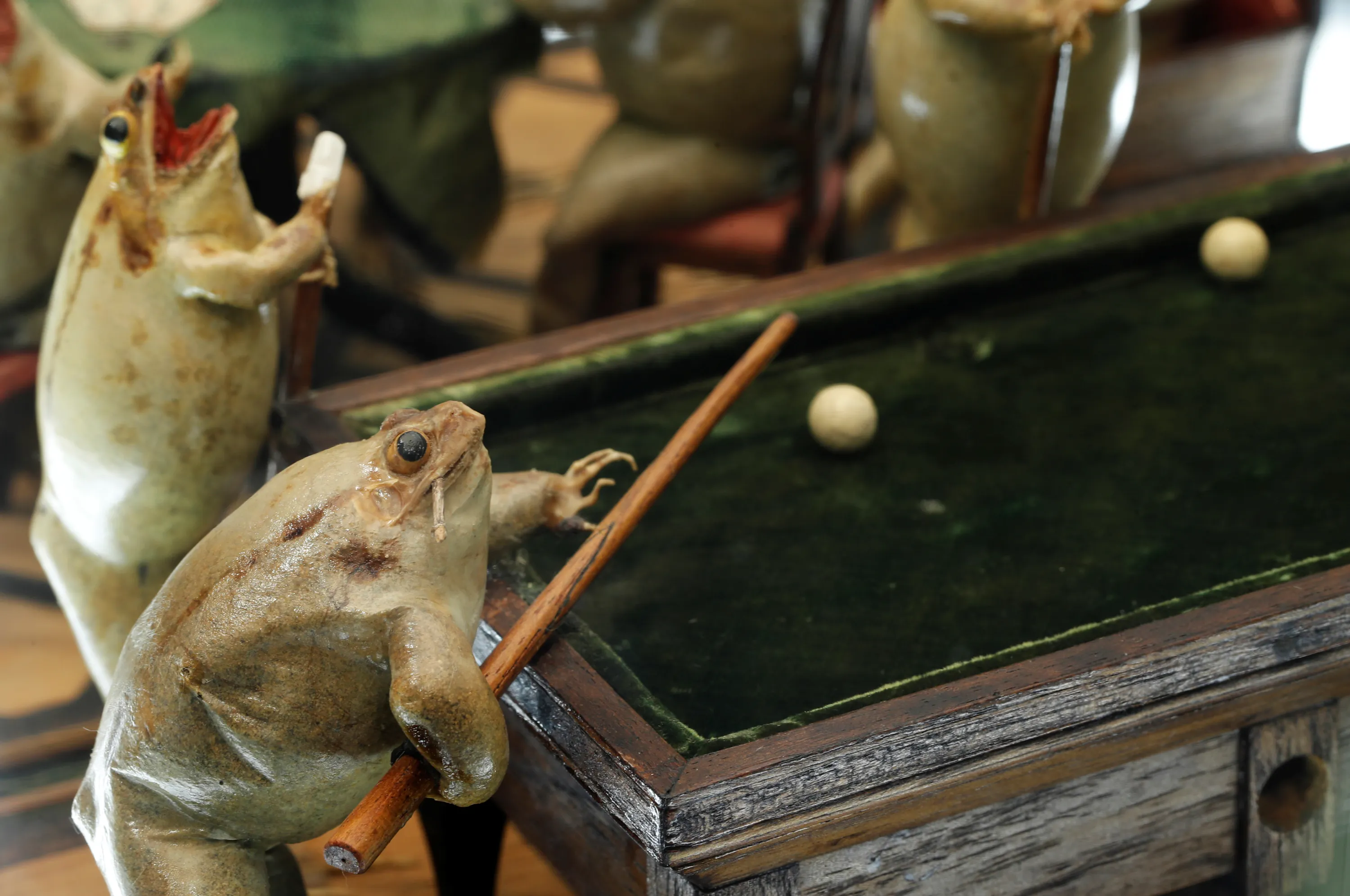 Сценка лягушка. Музей лягушки Самара. Музей лягушек Швейцария. Таксидермия лягушки. Чучело лягушки музей.