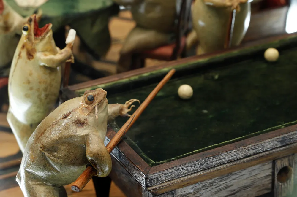 Frog Museum in Switzerland