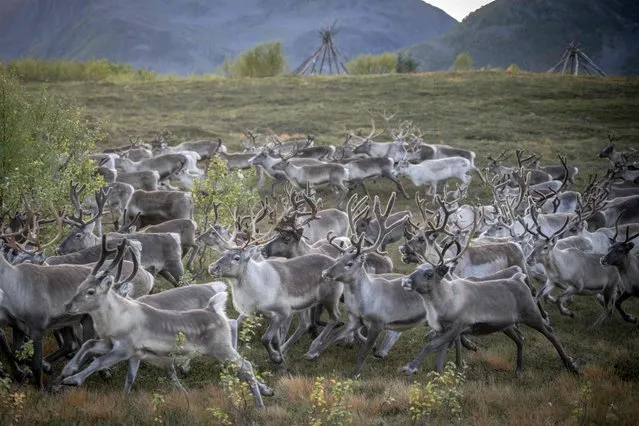 A large herd of reindeer runs to the mountain in Reinfjord, in Northern Norway, on September 15, 2023. A horde of white, brown or greying reindeer cross fjords, climb mountains and swim between glaciers before arriving at their destination, after a great migration to their winter pasture, in the Norwegian Far North. The Sami follow their animals by quad, on foot or by boat. (Photo by Olivier Morin/AFP Photo)