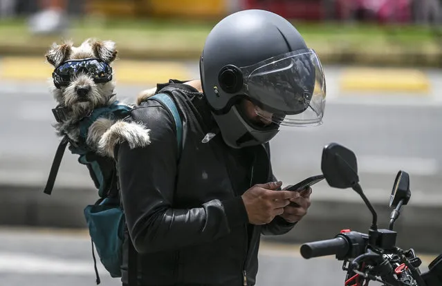 A motorcyclist checks his cell phone while carrying a dog with sunglasses on his back in Bogota, Colombia on October 12, 2023. (Photo by Juan Barreto/AFP Photo)