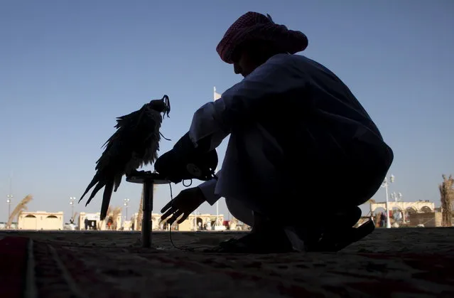 QATAR: A Qatari man prepares his falcon to participate in a falcon contest during Qatar International Falcons and Hunting Festival at Sealine desert, Qatar January 29, 2016. (Photo by Naseem Zeitoon/Reuters)