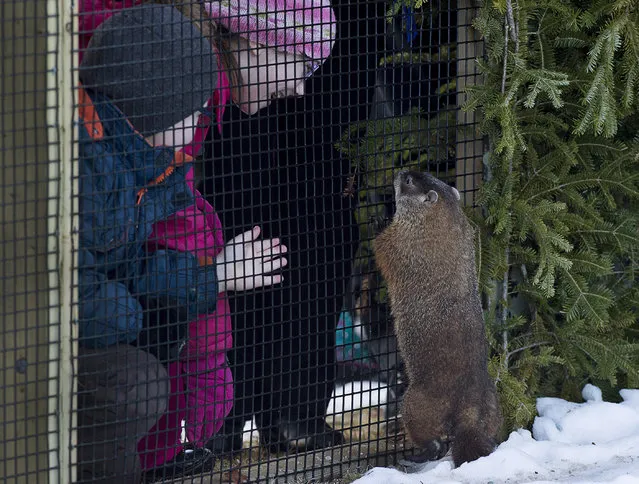 Shubenacadie Sam looks through the fence after emerging from his burrow at the wildlife park in Shubenacadie, Nova Scotia, on Tuesday, February 2, 2016. (Photo by Andrew Vaughan/The Canadian Press via AP Photo)