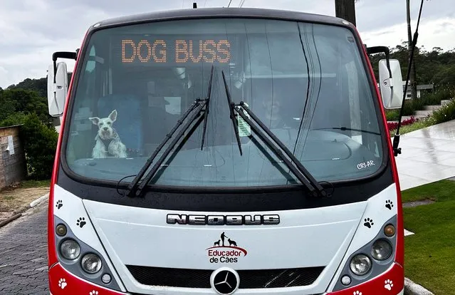 Andre Bressan, trainer and donator, sits inside a bus named “Escaolar”, that has music and air conditioning, as he transports dogs to a dog daycare, in Icara, Santa Catarina state, Brazil on November 2, 2023. (Photo by Nilton Santos Junior/Reuters)