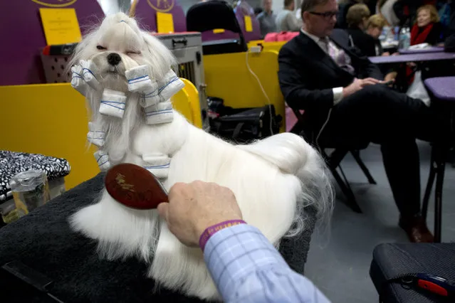Manny Comitini, of Stroudsburg, Pa., grooms Yukos, a Maltese, in the benching area during the 140th Westminster Kennel Club dog show, Monday, February 15, 2016, at Madison Square Garden in New York. (Photo by Mary Altaffer/AP Photo)