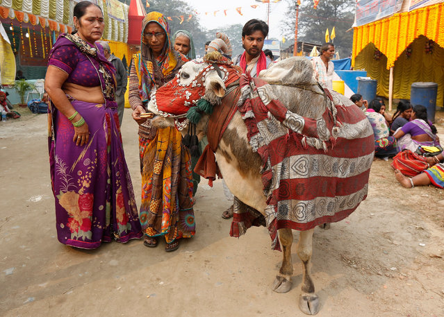 A Hindu pilgrim feeds biscuits to an ox to seek blessing before heading for an annual trip to Sagar Island for the one-day festival of “Makar Sankranti”, in Kolkata, India January 10, 2017. (Photo by Rupak De Chowdhuri/Reuters)