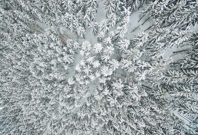 Aerial view taken on January 17, 2017 with a drone shows a snow-covered forest near Schulenburg im Oberharz in the Harz region, central Germany. (Photo by Julian Stratenschulte/AFP Photo/DPA)