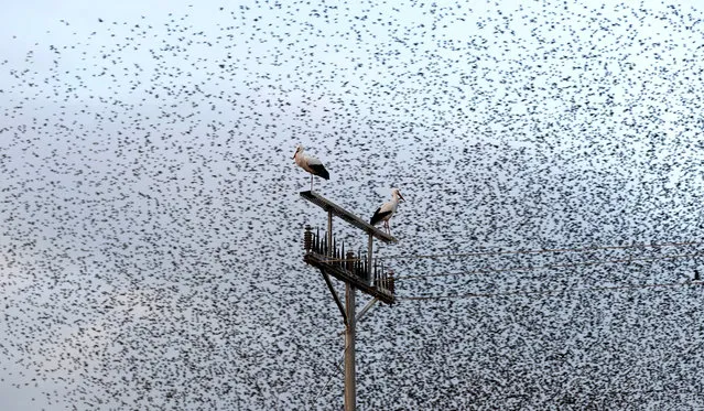 White Storks stand on a pole of electricity, and in the background numerations of starlings, in the Jordan valley, 07 February 2019. (Photo by Atef Safadi/EPA/EFE)