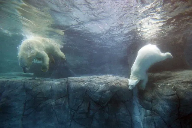 Polar bears, which arrived from Russia last December, are pictured at Sao Paulo Aquarium April 14, 2015. The polar bears will be presented to the public on Thursday, when a new area of the aquarium will be inaugurated. (Photo by Jose Patricio/Reuters)