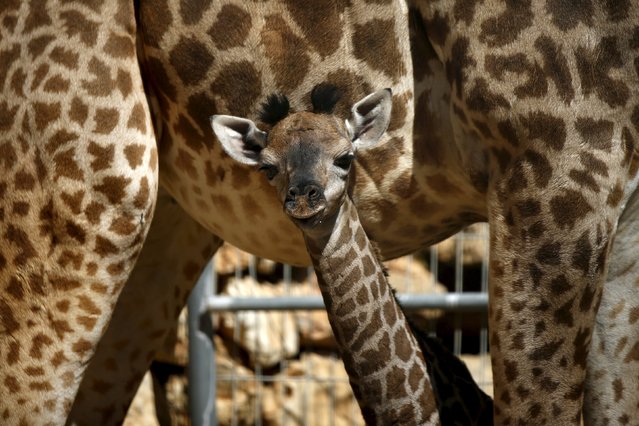 A 3-day old giraffe stands next to its mother at Jerusalem's Biblical Zoo February 24, 2016. A spokesperson for the zoo said on Wednesday that the calf's s*x was not known yet. (Photo by Ronen Zvulun/Reuters)