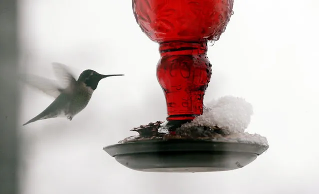 As snow piles up on one side, a hummingbird looks for a clear spout to sip from a feeder during a snowstorm Friday, February 8, 2019, in Seattle. Officials have issued a winter storm warning for the Puget Sound region including Seattle. The National Weather Service said the warning will be in effect from noon Friday to noon Saturday, with snow accumulations of 4 to 6 inches expected in the interior lowland areas. (Photo by Elaine Thompson/AP Photo)