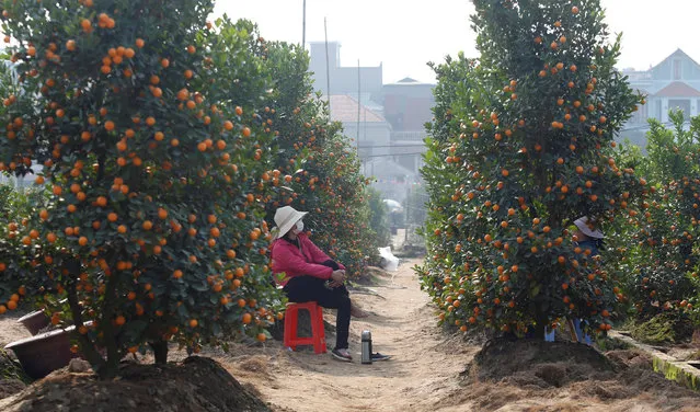 A farmer sits next to kumquat trees as she waits for customers ahead of Vietnamese “Tet” (the lunar new year festival) in a field in Hanoi January 22, 2017. (Photo by Reuters/Kham)