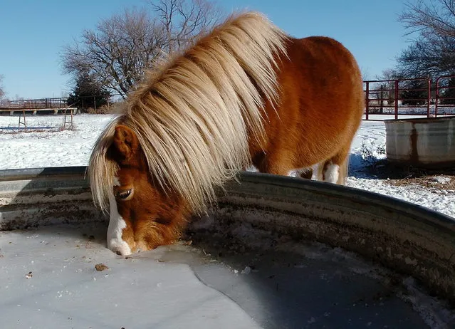 A horse drinks water from a hole in a frozen water tank Monday January 6, 2014, in Enid, Oklahoma. Record low temperatures were set in at least two Oklahoma cities as a frigid front moved into the state. (Photo by Billy Hefton/AP Photo/Enid News & Eagle)