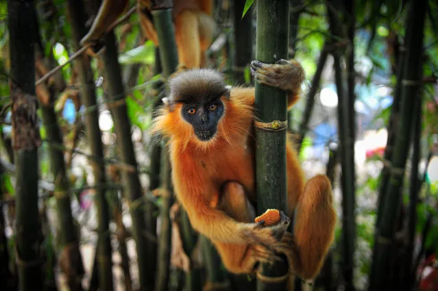 A face-burning hanumans (langur primates) is on the bamboo tree on December 12, 2023. They wanders through a bamboo grove in Sylhet's Malnichhara tea estate, Bangladesh. (Photo by Md Rafayat Haque Khan/ZUMA Press Wire/Rex Features/Shutterstock)