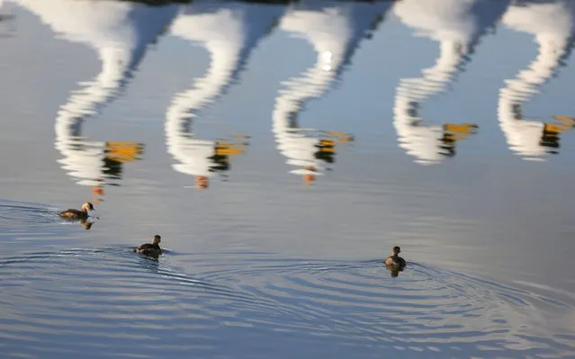 Ducklings swim near the Dubai Marina on November 23, 2023. (Photo by Karim Sahib/AFP Photo)