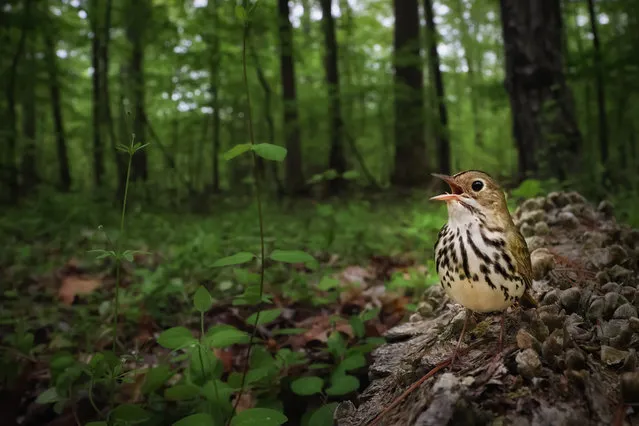 Birds in the environment, silver winner: Claiming the Forest Floor, Joshua Galicki, US. A male ovenbird singing on top of a fallen log. The bird is staking its claim to a breeding territory shortly after arriving from a lengthy migration to the north-east US from wintering grounds in Central America. (Photo by Joshua Galicki/2021 Bird Photographer of the Year)