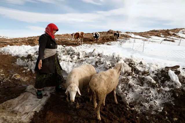 Fatima, 41, a mountaineer directs her sheep on the outskirts of Al Bayadh in the high steppe region of south western Algeria January 26, 2017. (Photo by Zohra Bensemra/Reuters)