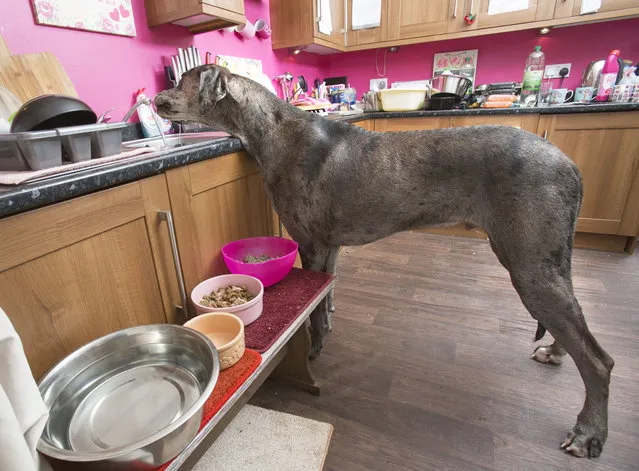 Britain's biggest dog, old great Dane Freddy, 18 months old, seen in the kitchen of its owner Claire Stoneman's home in Southend-on-Sea, Essex, England. (Photo by Matt Writtle/Barcroft Media)