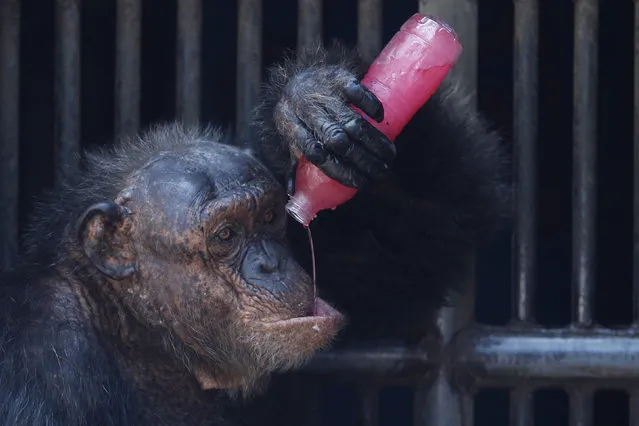 A chimpanzee drinks a sweet refreshment at Dusit Zoo in Bangkok, Thailand March 17, 2016. (Photo by Chaiwat Subprasom/Reuters)