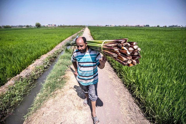 Abdel Mobdi Moussalam, 48, carries papyrus reeds collected on his land in the village of al-Qaramous in Sharqiyah province, in Egypt's northern fertile Nile Delta region, northeast of the capital, on July 28, 2021. (Photo by Khaled Desouki/AFP Photo)