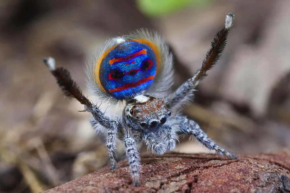 Peacock Spider Maratus Speciosus by Photographer Jurgen Otto