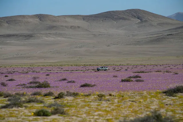 Flowers bloom on the Atacama desert, some 600 km north of Santiago, on October 13, 2021. In years of very heavy seasonal rains a natural phenomenon known as the Desert in Bloom occurs, making the seeds of some 200 desert plants to germinate suddenly some two months after the precipitations. (Photo by Martin Bernetti/AFP Photo)