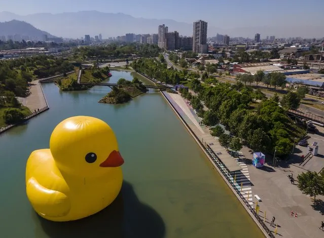 A giant inflatable rubber duck designed by Dutch artist Florentijn Hofman floats in a lake at the Parque de la Familia in Santiago, Chile, Thursday, October 28, 2021. The world-famous sculpture of the iconic bath time toy is a part of the annual “Hecho en Casa”, or Made at Home festival that celebrates urban art. (Photo by Esteban Felix/AP Photo)