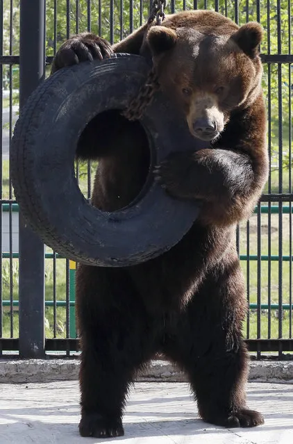 Buyan, a 15-year-old male Siberian brown bear, plays with a tyre inside an open-air cage at the Royev Ruchey Zoo in the Siberian city of Krasnoyarsk, Russia, May 15, 2015. (Photo by Ilya Naymushin/Reuters)