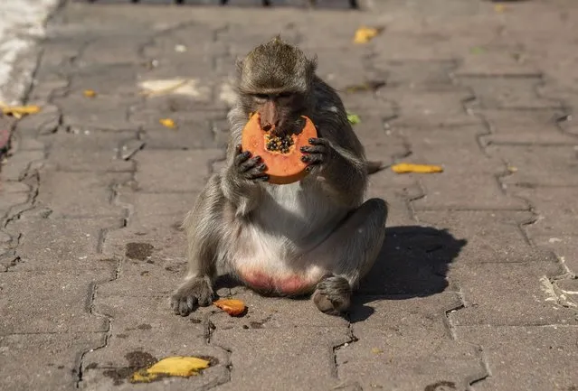 Monkeys eat from an offering of fruit at the annual Monkey Buffet Festival in Lopburi, Thailand on November 28, 2021. (Photo by Stringer/Anadolu Agency via Getty Images)