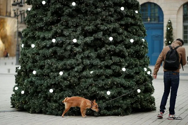 A dog urinates against a Christmas tree at the Place Vendome in Paris, France, December 15, 2021. (Photo by Benoit Tessier/Reuters)