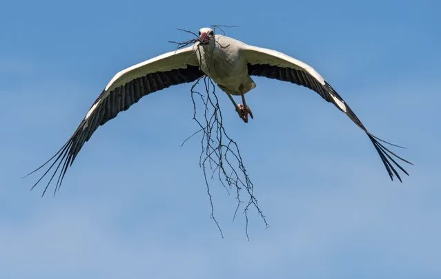 A white stork carries nesting material in its beak as it flies to its nest in Biebesheim am Rhein, Germany, 08 April 2016. Many storks have started breeding in the region. (Photo by Boris Roessler/EPA)
