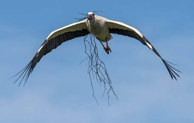 A white stork carries nesting material in its beak as it flies to its nest in Biebesheim am Rhein, Germany, 08 April 2016. Many storks have started breeding in the region. (Photo by Boris Roessler/EPA)